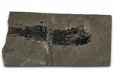 Devonian Lobed-Fin Fish (Osteolepis) Fossil - Scotland #354103-1